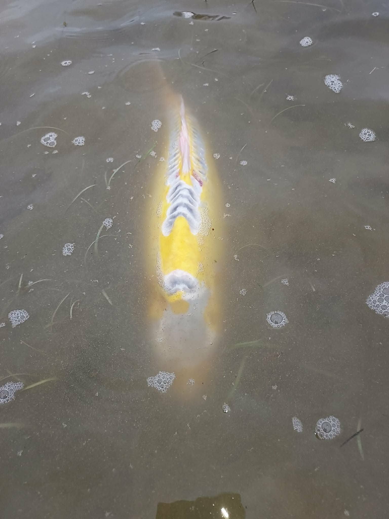 Carpe à l'Oasis, étang de pêche & loisirs à Rumilly-lès-Vaudes dans l'Aube (10)