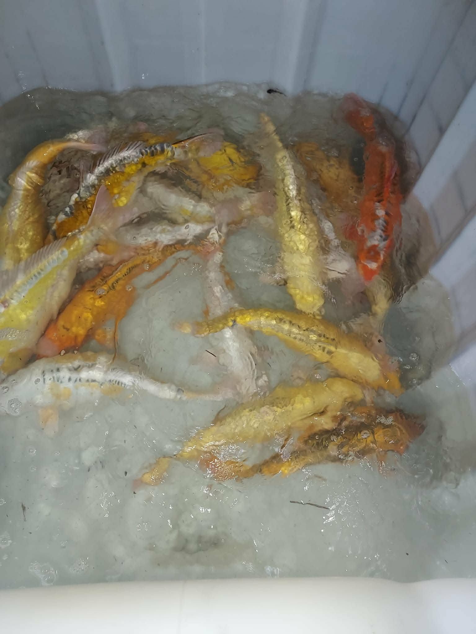 petites carpes à l'Oasis, étang de pêche & loisirs à Rumilly-lès-Vaudes dans l'Aube (10)