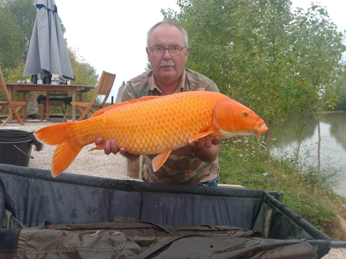 Koî Lake étang de pêche de 2ha à Rumilly-lès-Vaudes