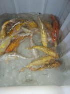 petites carpes à l'Oasis, étang de pêche & loisirs à Rumilly-lès-Vaudes dans l'Aube (10)